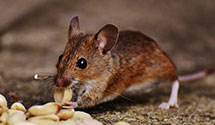 24 Hour & Emergency Exterminators in Golden Valley, NC